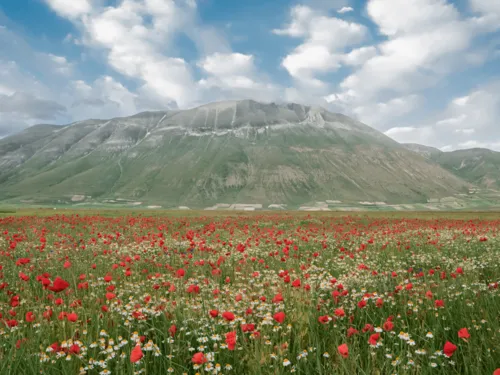 La fioritura delle Lenticchie a Castelluccio di Norcia