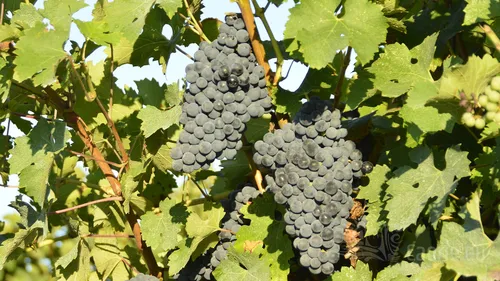 Caorle con navigazione in laguna e la strada dei Vini D.O.C. Lison Pramaggiore