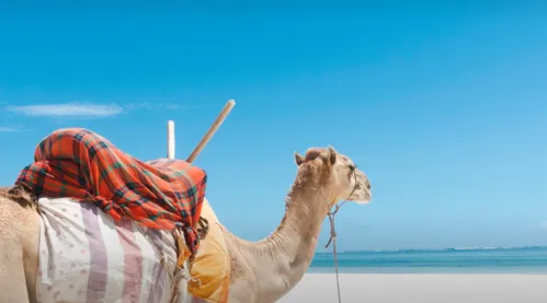 Fascino selvaggio del Kenya con safari