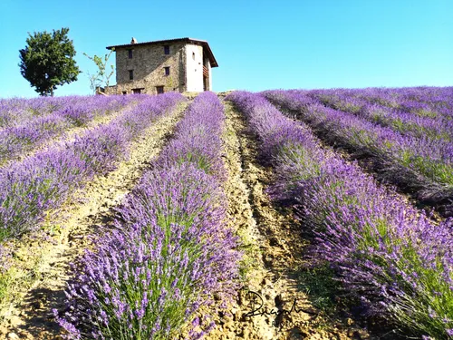 La Fioritura della Lavanda a Sale San Giovanni  “Una piccola Provenza in Piemonte” 