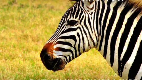 Tanzania Ngorongoro e Mare