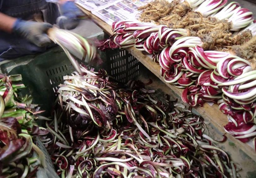 TREVISO E IL RADICCHIO ROSSO IGP