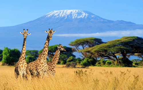 Ferragosto di lusso in Tanzania