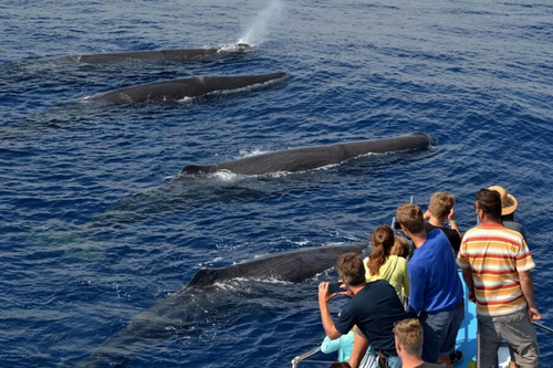 Genova e Whalewatching “AVVISTAMENTO CETACEI”