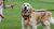 402-WEDDING DOG SITTER