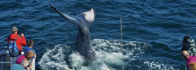 Genova e Whalewatching “AVVISTAMENTO CETACEI”