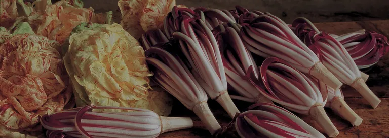 Treviso e il Radicchio Rosso IGP