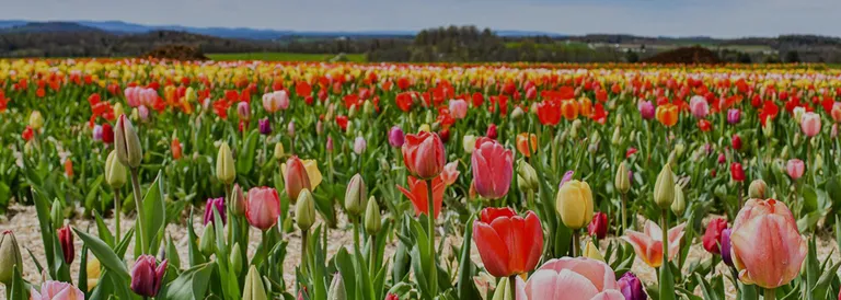Un giorno a colori: raccolta tulipani in azienda agricola
