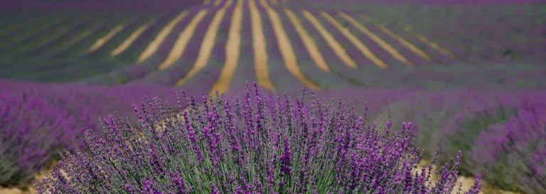 La Fioritura della Lavanda a Sale San Giovanni “Una piccola Provenza in Piemonte”