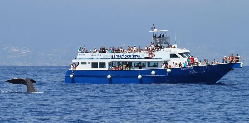 Genova e Whalewatching “AVVISTAMENTO CETACEI”