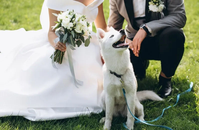 WEDDING DOG SITTER