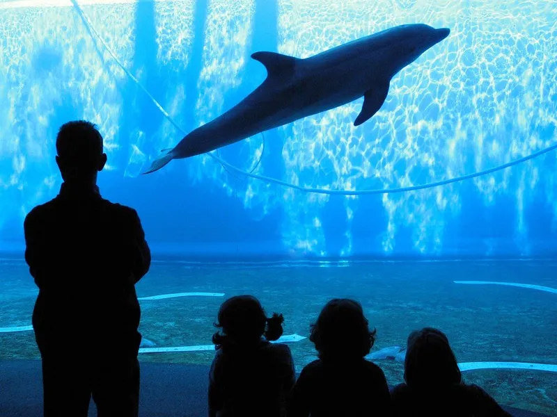 Genova e il suo famoso Acquario oppure alla scoperta dei Rolli con visita guidata della città
