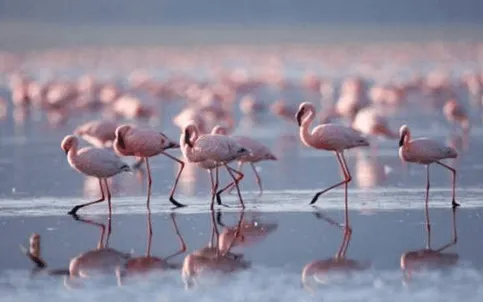 Alla scoperta di Camargue e Provenza