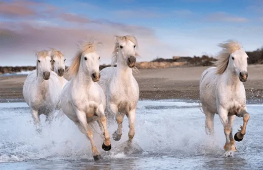 Alla scoperta di Camargue e Provenza