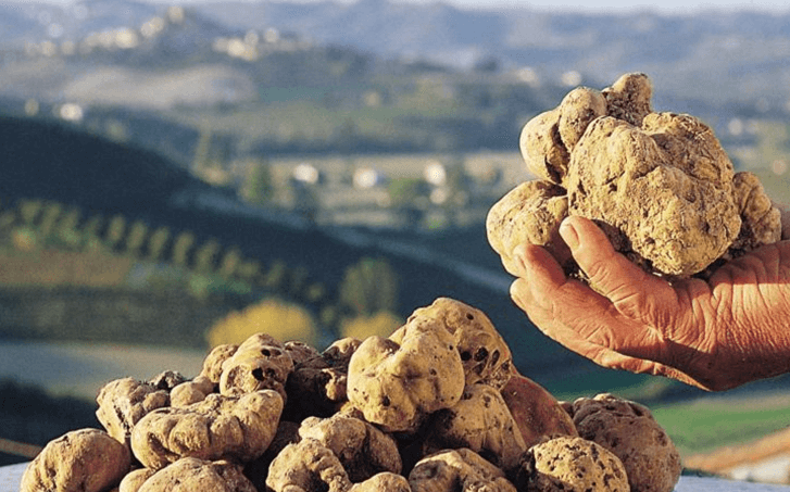 canelli_la_fiera_del_tartufo_e_le_cattedrali_sotterranee_del_vino2__1_