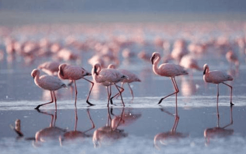 i_profumi_della_provenza_e_i_colori_della_camargue_un_meraviglioso_viaggio_tra_arte_e_natura3__1_