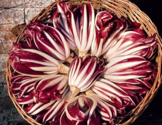 radicchio