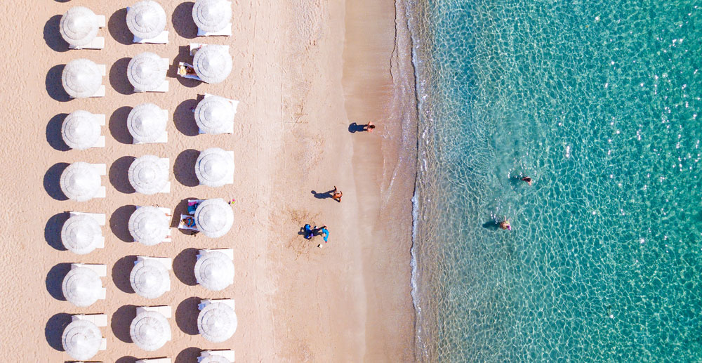 sardina